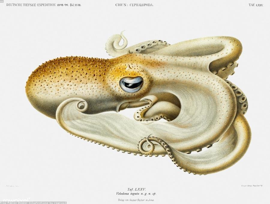 Pulpo a la brasa